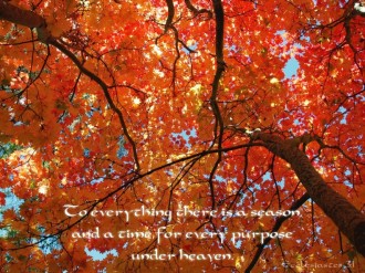 Looking%20up%20at%20Fall%20Leaves%20with%20Ecclesiastes