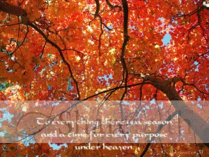 Looking%20up%20at%20Fall%20Leaves%20with%20Ecclesiastes