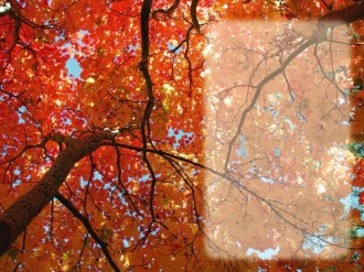 Fall%20Maple%20Leaves%20with%20Text%20Box
