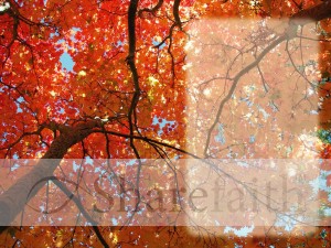 Fall Maple Leaves with Text Box