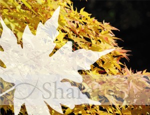 Yellow Fall Leaves with Text Overlay