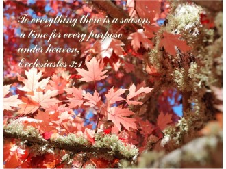 Fall Maple Leaves and Ecclesiastes 3