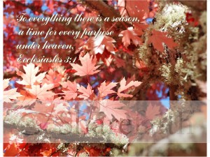 Fall%20Maple%20Leaves%20and%20Ecclesiastes%203