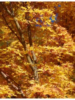 Gold and Red Maple Leaves in Portrait
