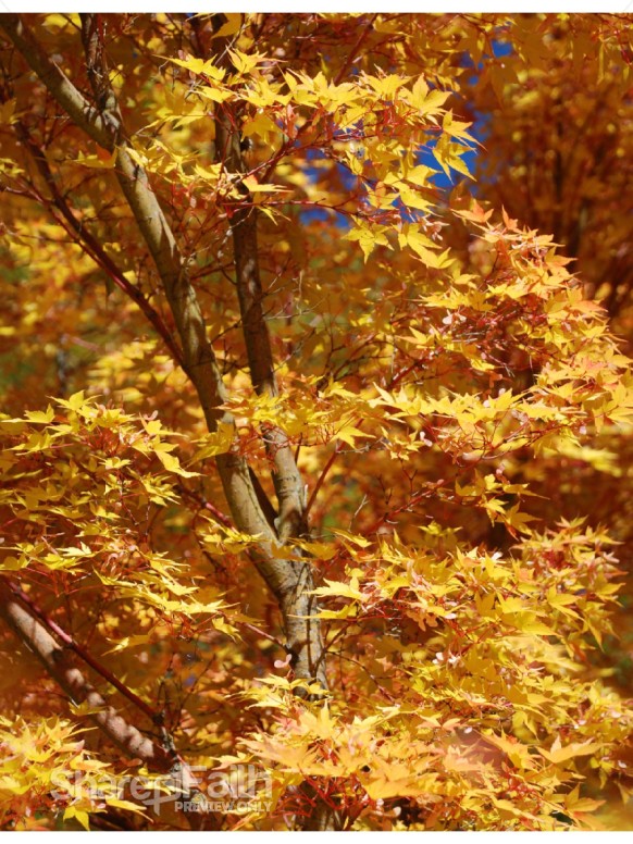 Gold and Red Maple Leaves in Portrait