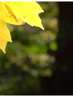 Corner Fall Leaf in Portrait
