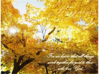 Autumn Maple with Romans Verse
