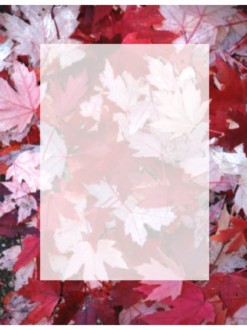 Pink%20Fallen%20Leaves%20with%20Text%20Box