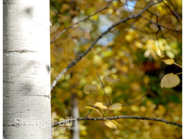 Birch%20Tree%20Trunk%20in%20Fall