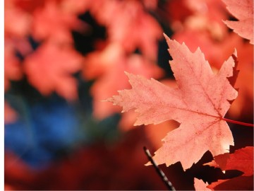 Welcome%20with%20Red%20Leaves%20and%20Text%20Box