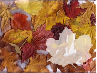 Fall%20Leaves%20Collage