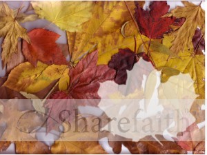 Fall%20Leaves%20Collage
