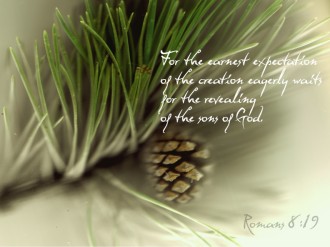Pine%20Cone%20and%20Romans%20Verse