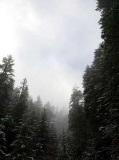 Looking%20up%20at%20Trees%20with%20Snow%20and%20Fog