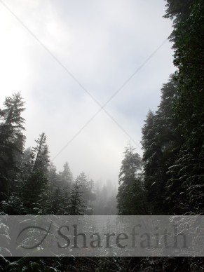 Looking%20up%20at%20Trees%20with%20Snow%20and%20Fog