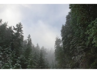 Trees with Snow on Tips and Mist