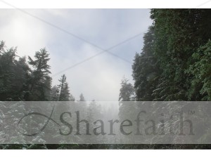 Trees with Snow on Tips and Mist