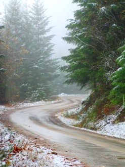 Pine%20Trees%20and%20Melting%20Snowy%20Road%20in%20Winter