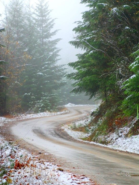 Pine%20Trees%20and%20Melting%20Snowy%20Road%20in%20Winter