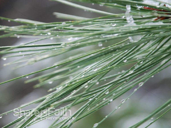 Pine Needles with Ice