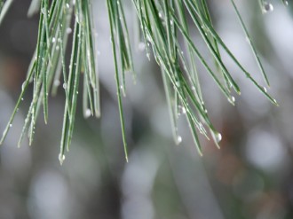 Pine%20Needles%20with%20Morning%20Dew