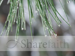 Pine%20Needles%20with%20Morning%20Dew