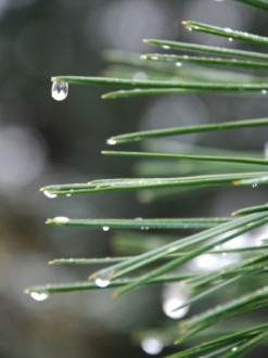 Closeup of Pine Needle and Morning Dew