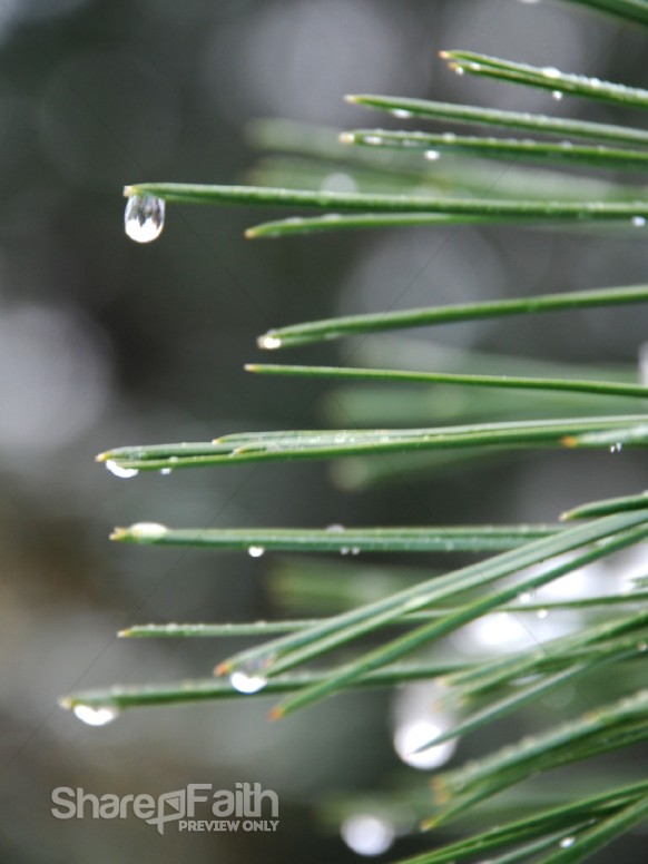 Closeup of Pine Needle and Morning Dew