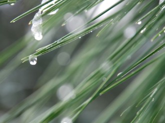 Closeup%20of%20Pine%20Needles%20and%20Dripping%20Dew