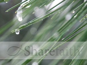 Closeup%20of%20Pine%20Needles%20and%20Dripping%20Dew