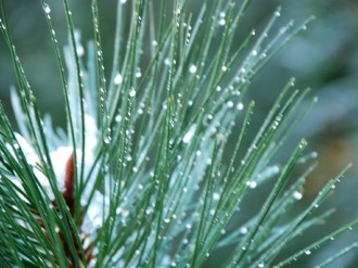 Pine%20Needles%20with%20Snow