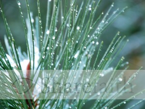 Pine%20Needles%20with%20Snow