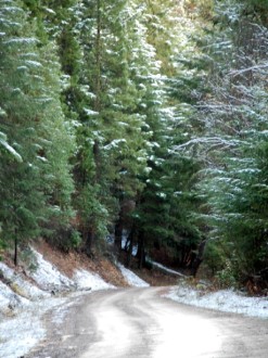Narrow%20Road%20and%20Tall%20Trees%20with%20Snow