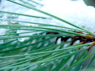 Snowy Pine Needles and Dew