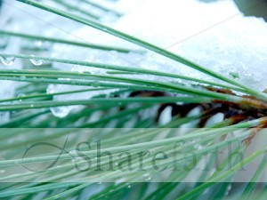 Snowy%20Pine%20Needles%20and%20Dew