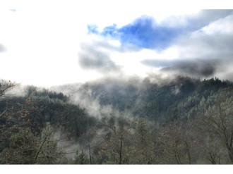 Snow%20Tipped%20Trees%20and%20a%20Mist