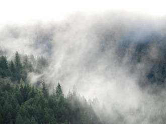 Heavy%20Mist%20Covering%20Trees
