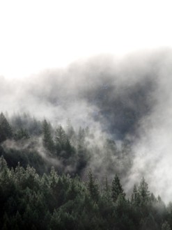 Forest%20with%20Mist%20in%20the%20Background
