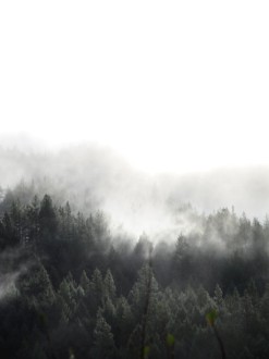 Forested%20Mountain%20with%20Fog