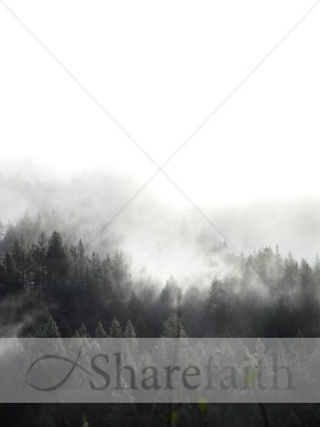 Forested%20Mountain%20with%20Fog