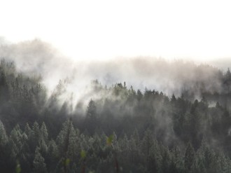 Forest%20and%20Fog%20in%20Nature