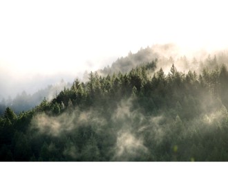 Trees%20in%20the%20Midst%20of%20Fog