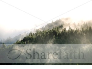 Trees in the Midst of Fog