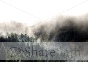 Shadowy Winter Scene in the Forest