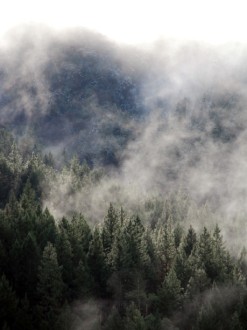 Mystical%20Scene%20in%20the%20Forest