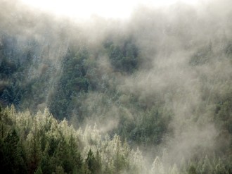Fog Settles in the Forest