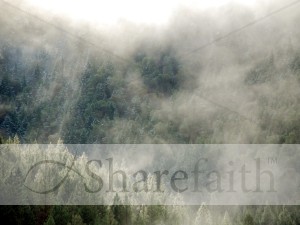 Fog%20Settles%20in%20the%20Forest