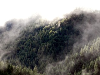 Fog%20in%20the%20Forest