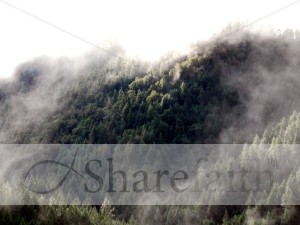 Fog in the Forest
