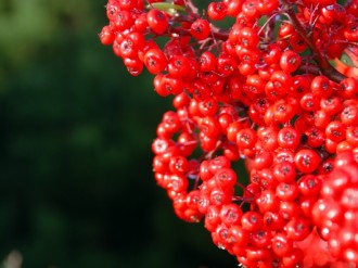 Many%20Bright%20Red%20Berries